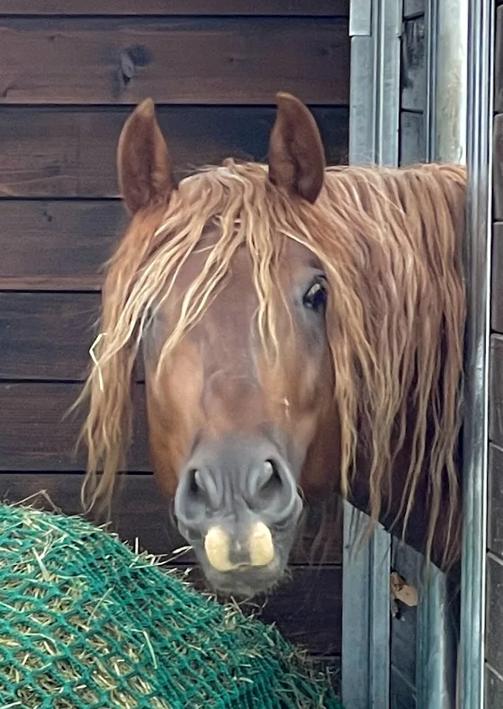 Barockgestüt und Landwirtschaft Treidelhof, Zucht von PRE, Knabstrupper, Welsh Cob und Herdbuchzucht Wagyu - Foto 1