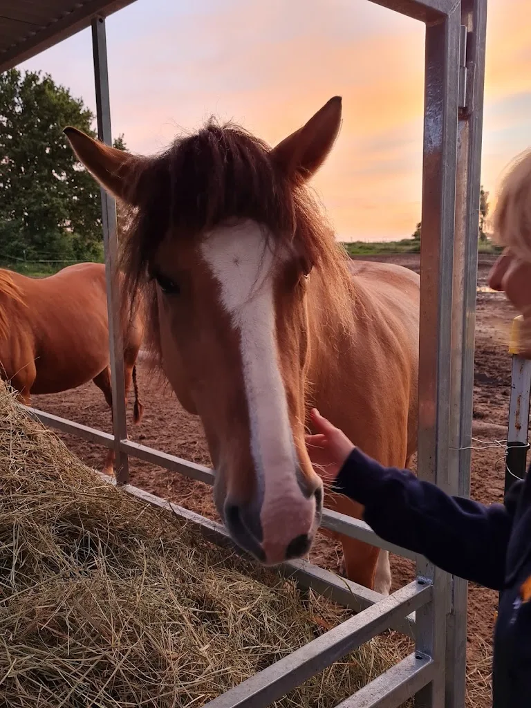 Barockgestüt und Landwirtschaft Treidelhof, Zucht von PRE, Knabstrupper, Welsh Cob und Herdbuchzucht Wagyu - Foto 3