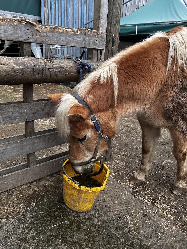 Pferd und Du - Foto 3