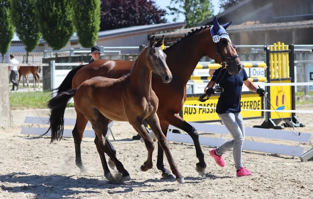 Kirsten Jung u. Inge Schicker-Jung Reitstall - Foto 1