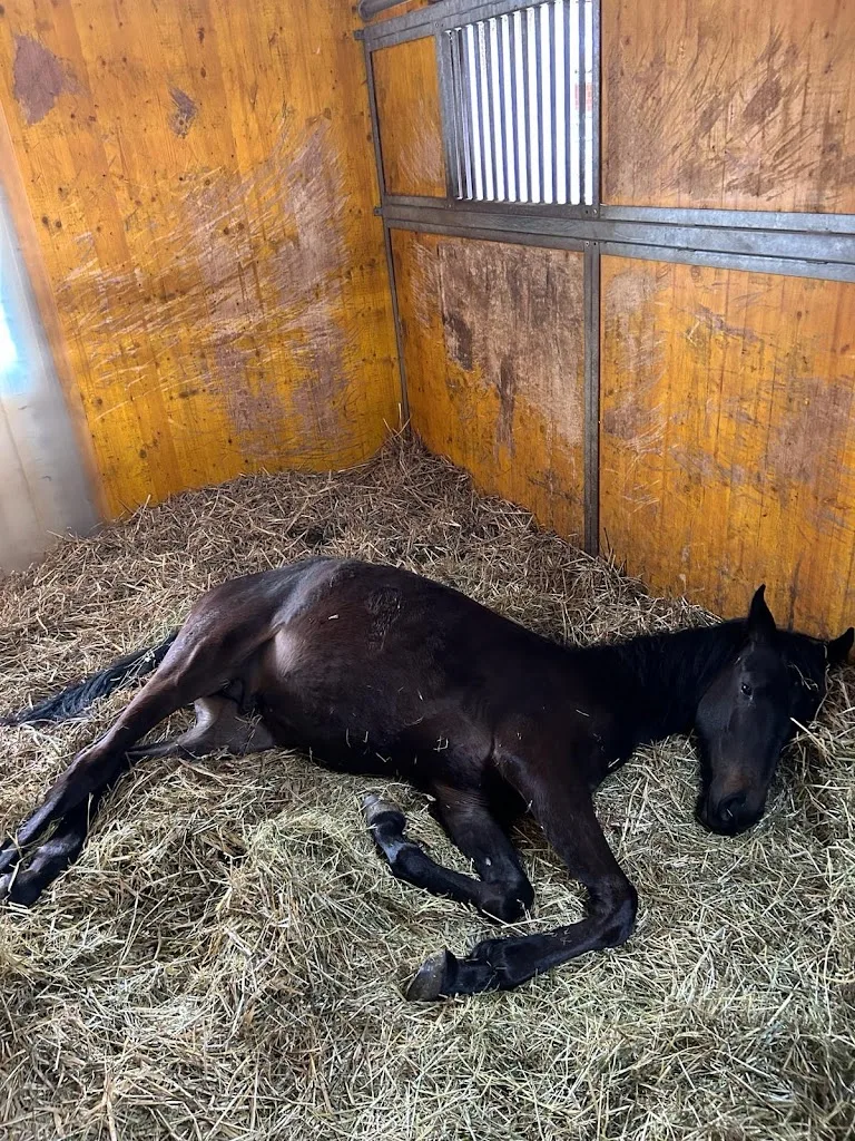 Reitanlage am Thabrauck - Foto 2