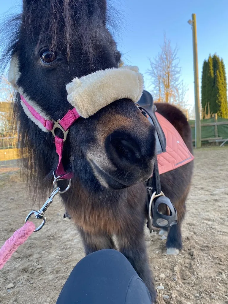 Reitprojekt Pferdestärken - Foto 1