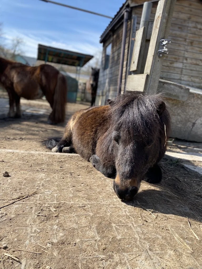 Reitprojekt Pferdestärken - Foto 2