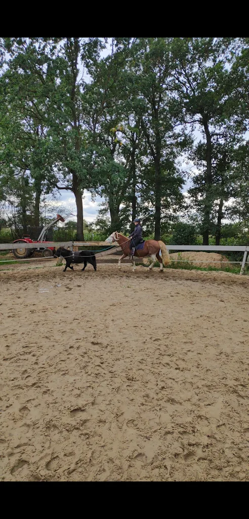 Pferderella Horsemanship e.V. - photo 2