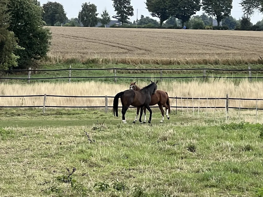 Islandpferde Winkelshof - photo 2