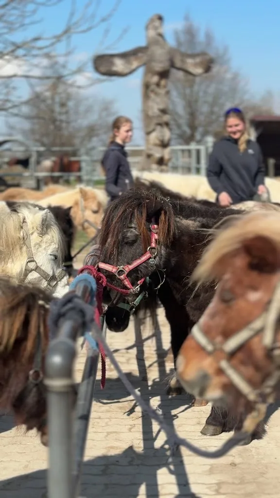 Reitschule MATTHOF - Birgit Matt - Foto 1