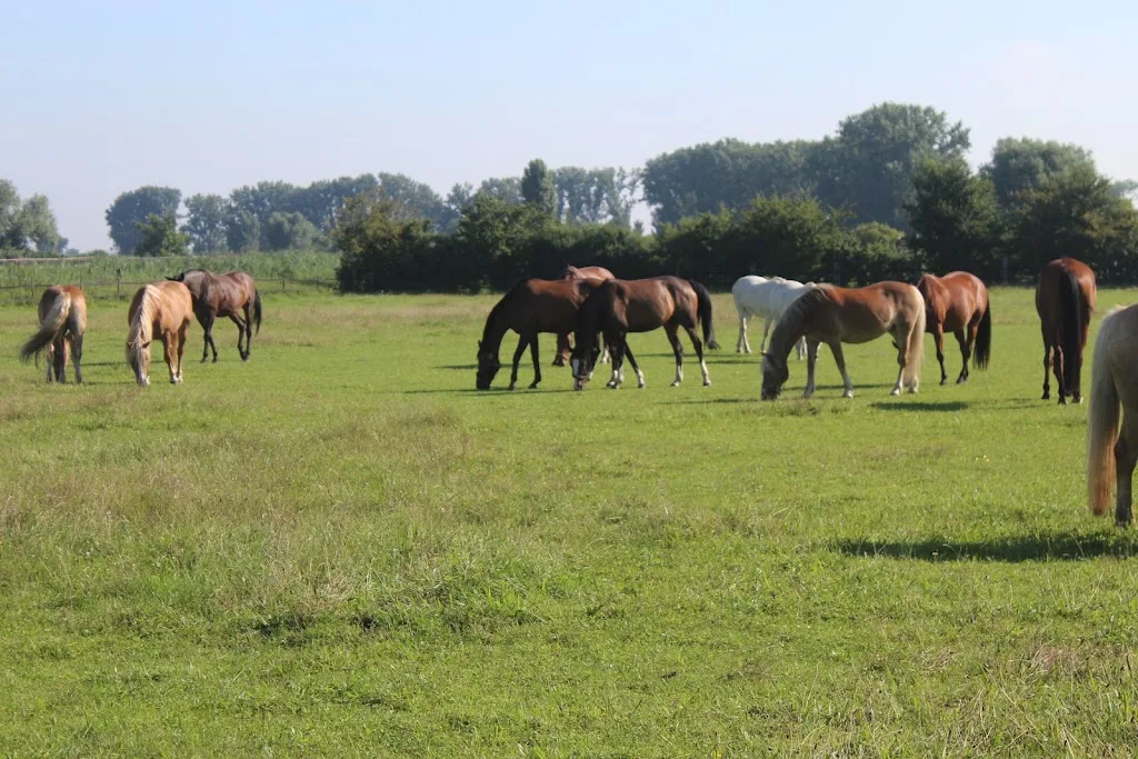 Reiterhof Woogsdamm - Foto 2