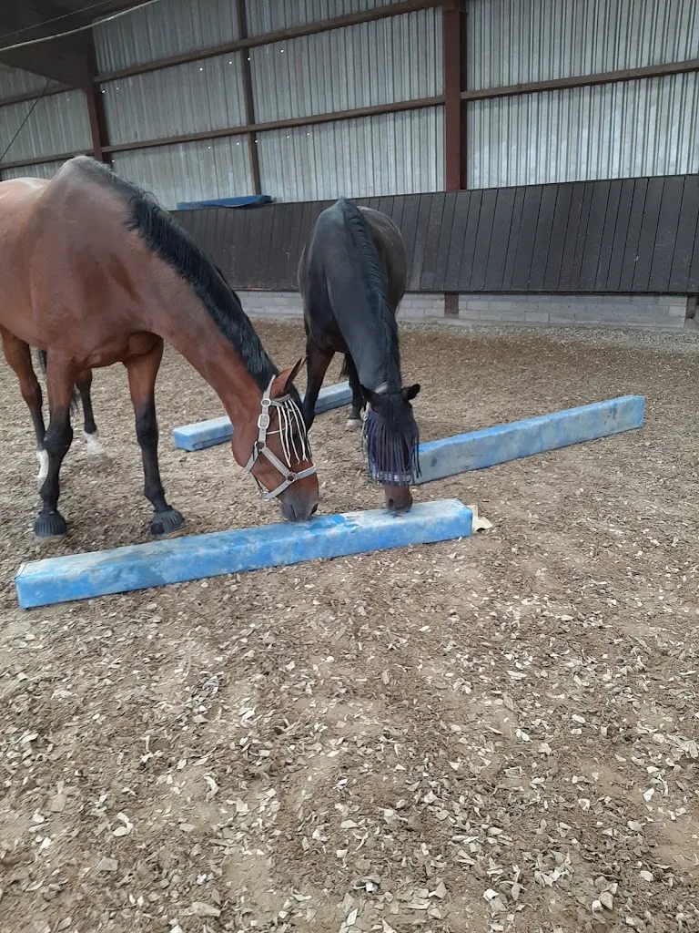 Reitstall Conrads - Foto 1