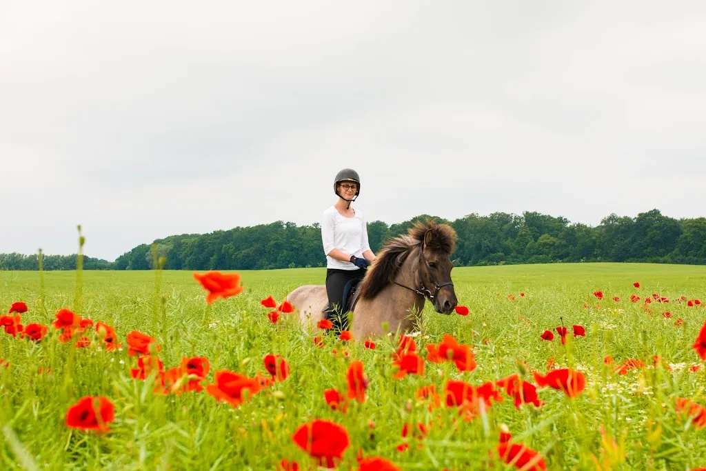 Tina Morsch - Islandpferde in Nordwestmecklenburg - Foto 1