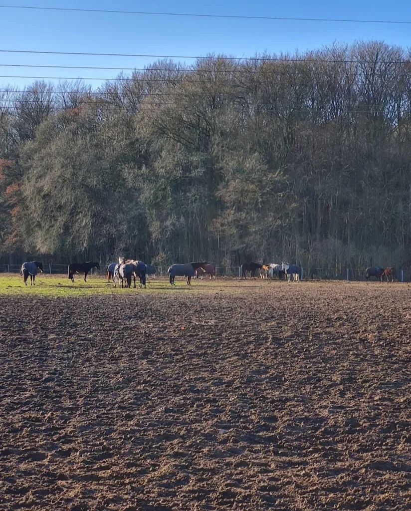 Tina Morsch - Islandpferde in Nordwestmecklenburg - Foto 2
