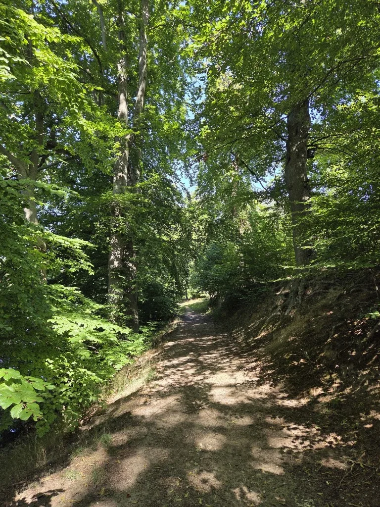 Tina Morsch - Islandpferde in Nordwestmecklenburg - Foto 3