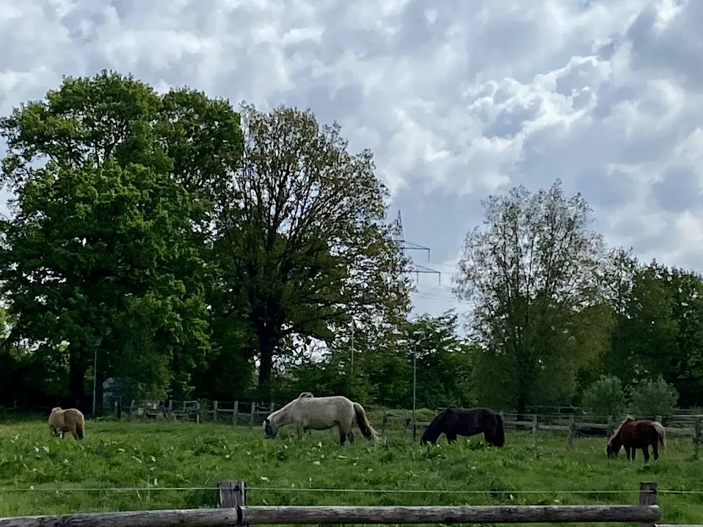 Islandpferdehof Kiebitzgrund - photo 1