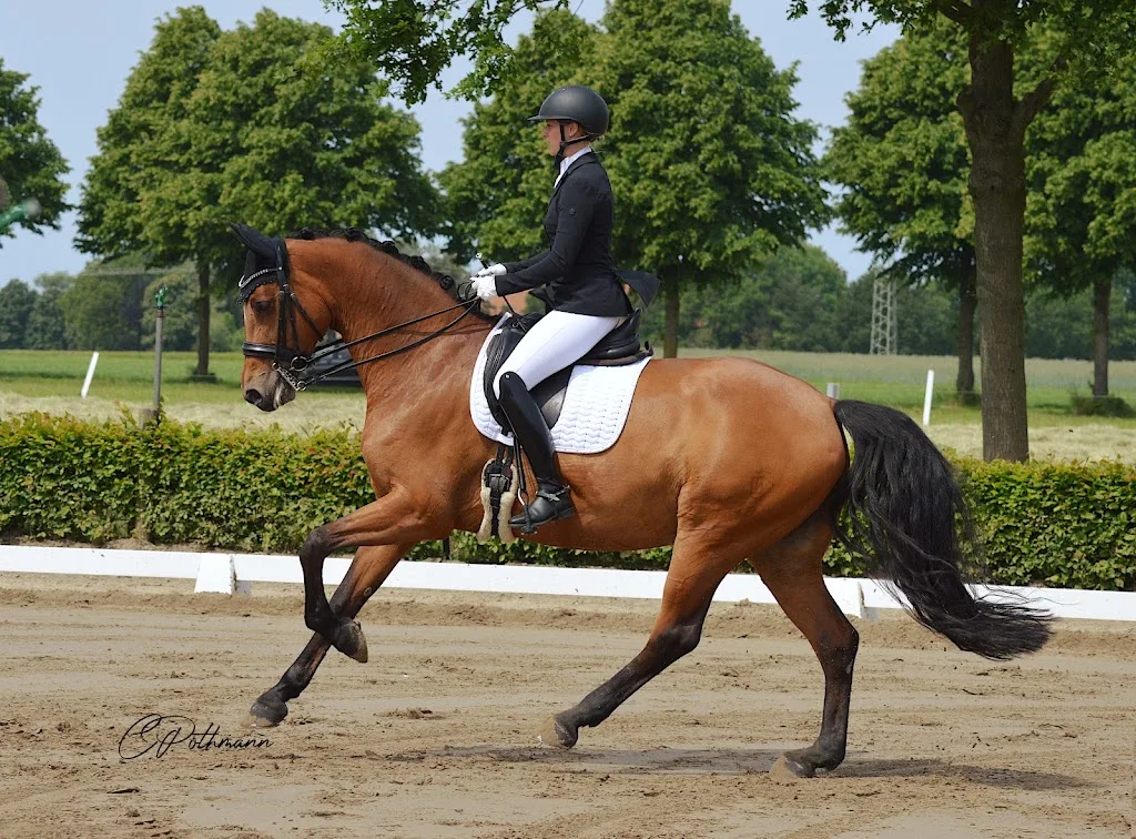 Turnier-und Ausbildungsstall Alyssa Haskamp - Foto 3