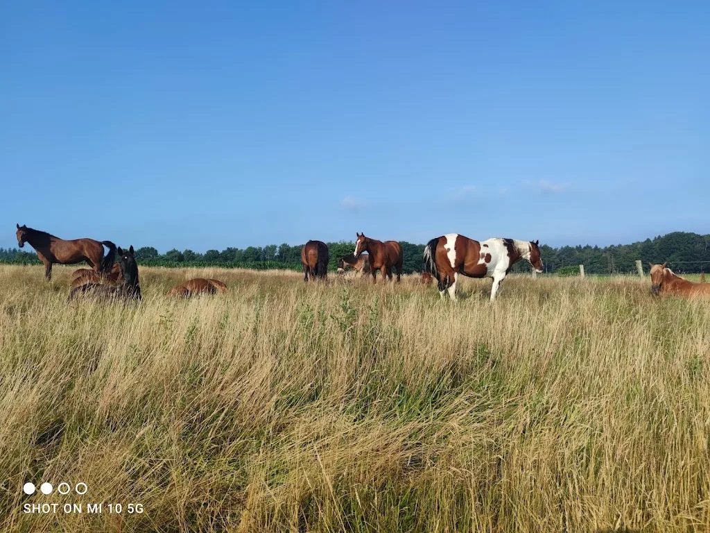 Reitgemeinschaft-Heitmann-Alvesen - Foto 1