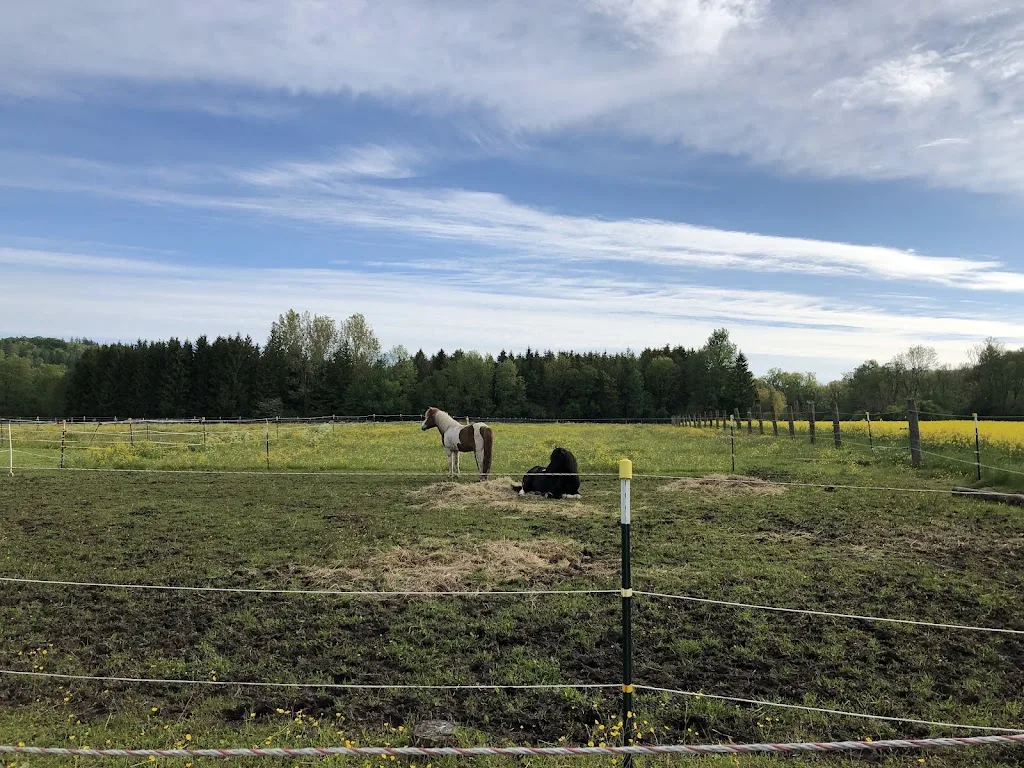 Islandpferde von der Dellinger Höhe - Foto 1