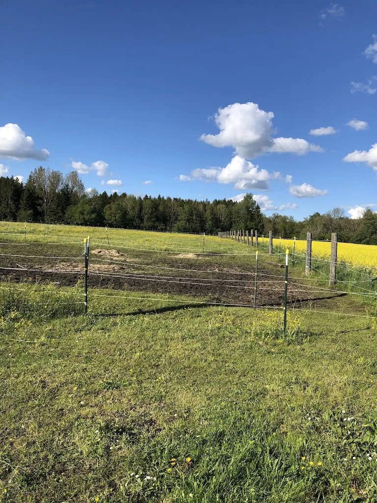Islandpferde von der Dellinger Höhe - Foto 2