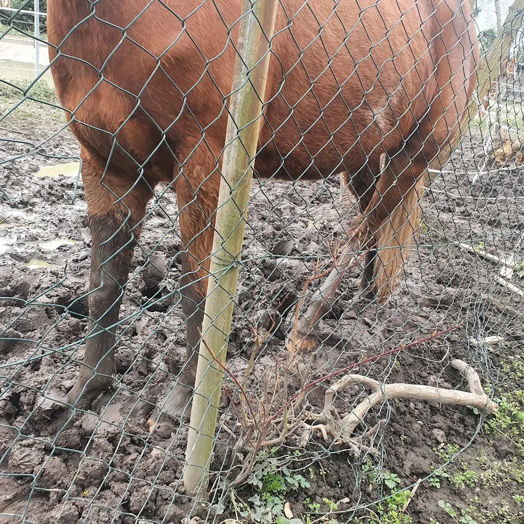 Reitstall Tannenhof - Foto 2