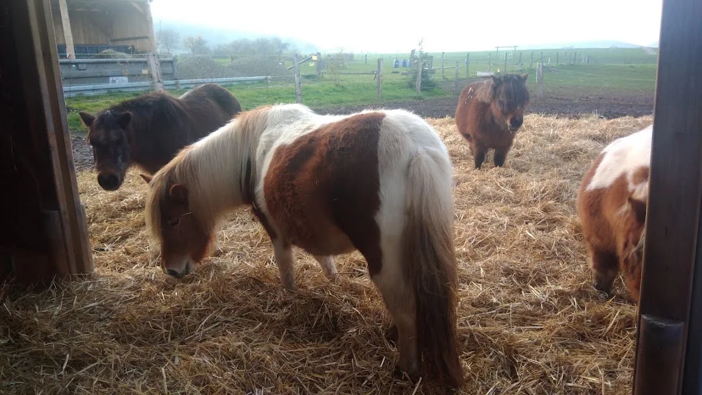 Dream Ranch - Foto 2
