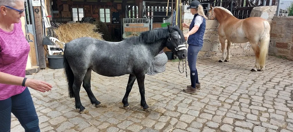 Reittherapie Ellen Schmole - Foto 1