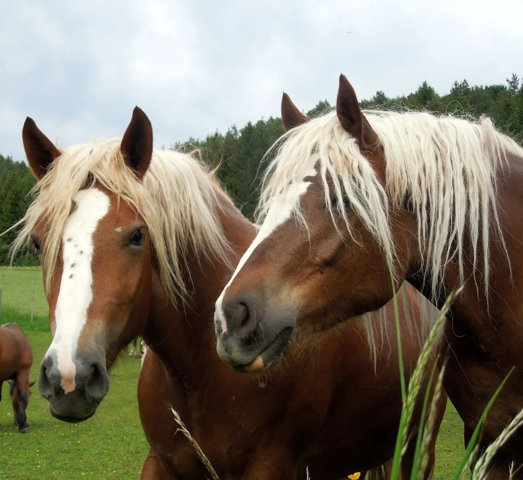 Haflinger Reinzucht - Foto 1