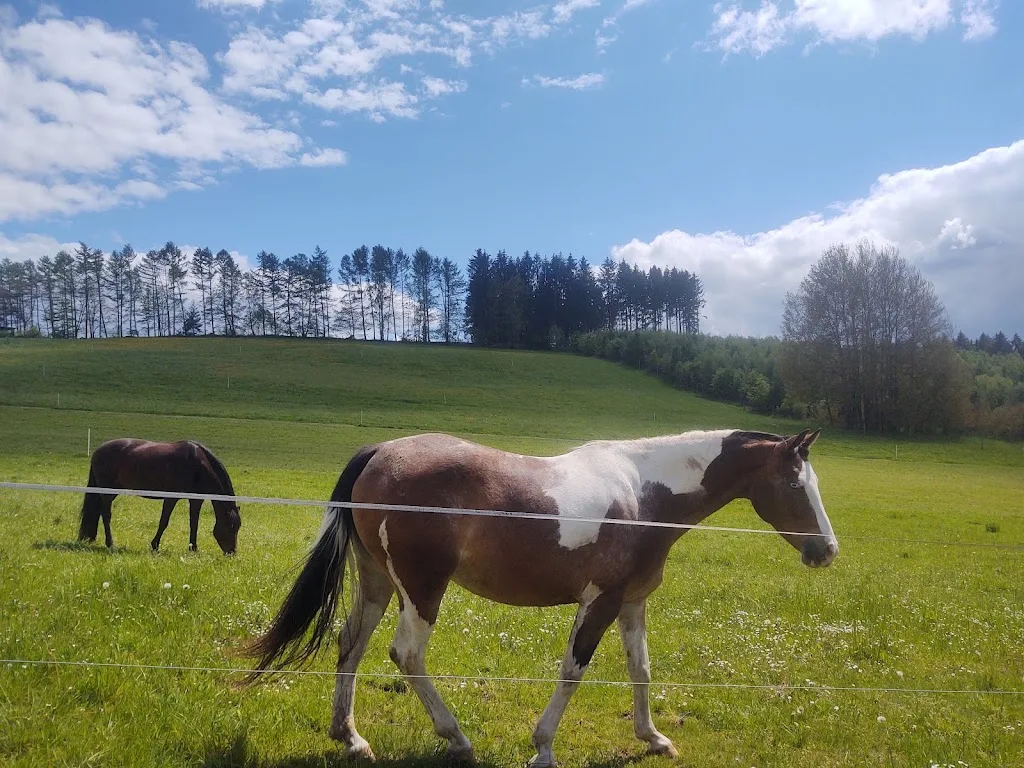 Islandpferdegestüt Wolfstränke - Foto 1