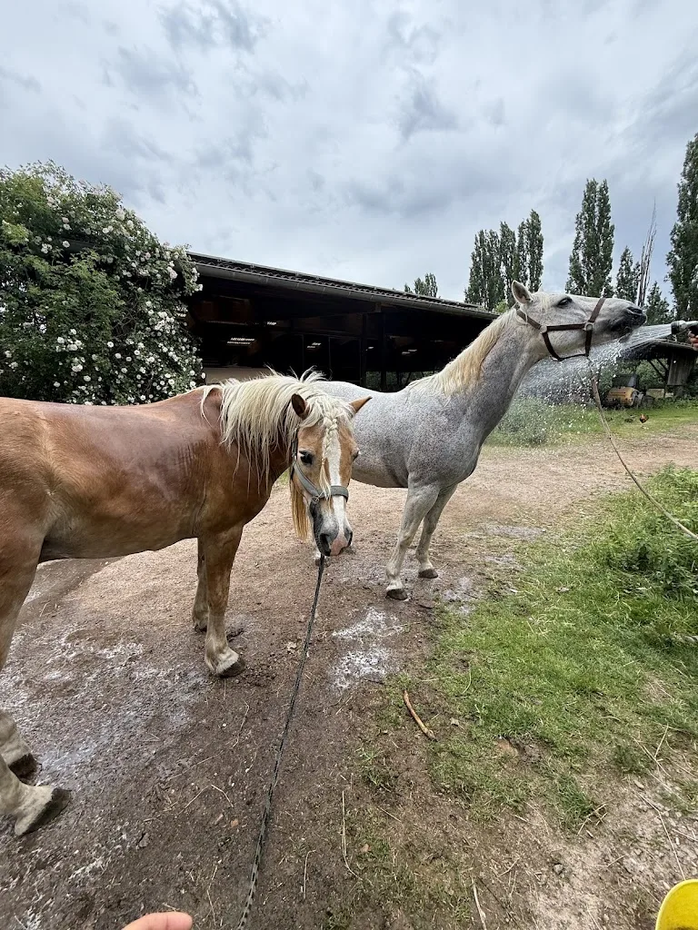 Golden Grape Ranch - photo 3