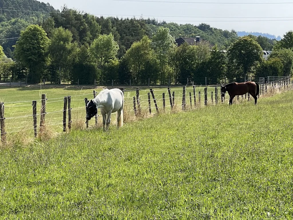 Pferde-Aktivstall Usingen - photo 3