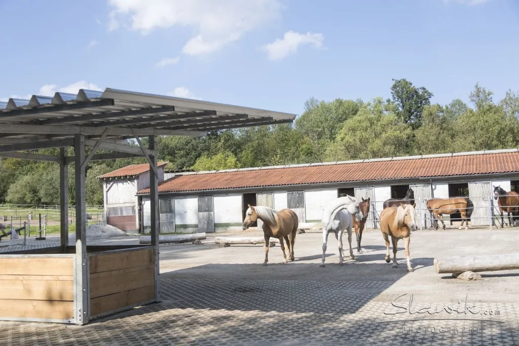 Reitpädagogik Fries - Dein Partner Pferd - Foto 1