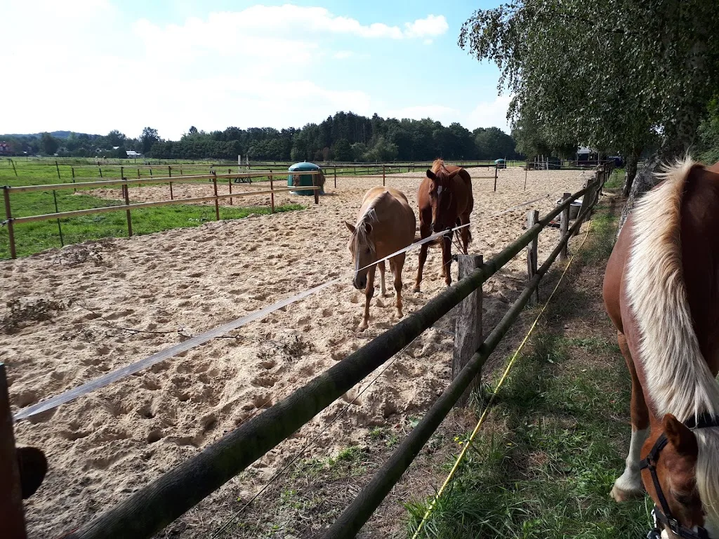 Stallgemeinschaft - Foto 2