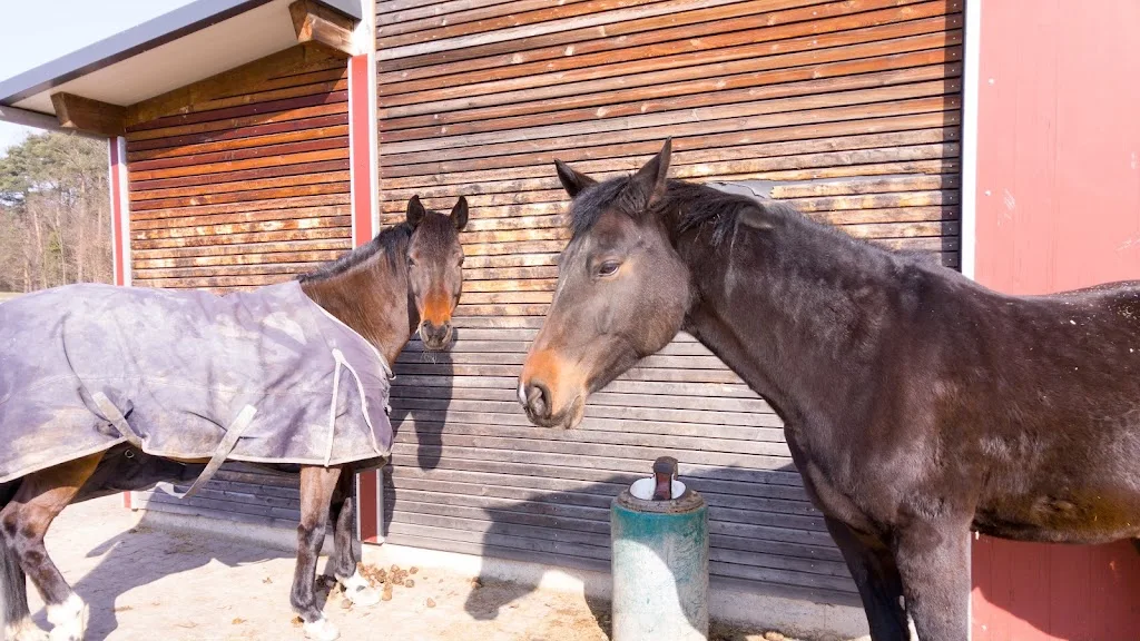 Reitanlage Wellerhof - Foto 1