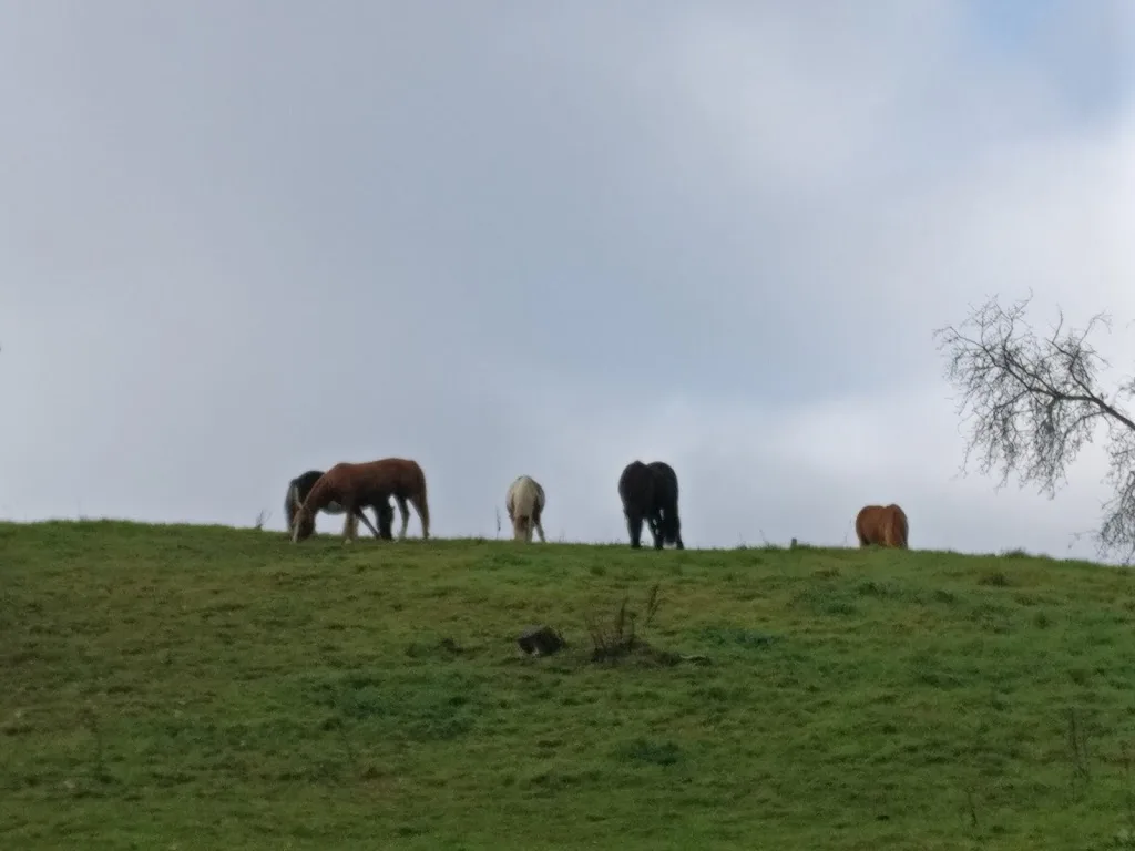 Gut Doppenberg, Pferdepension, Offenstall - Foto 1