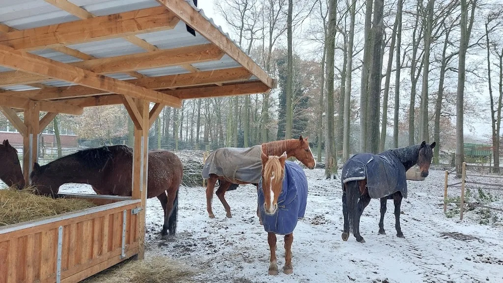 Pferde Reha Zentrum Andervenne - Foto 1