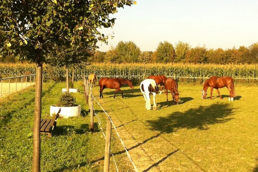 Reitanlage Schork - Foto 2