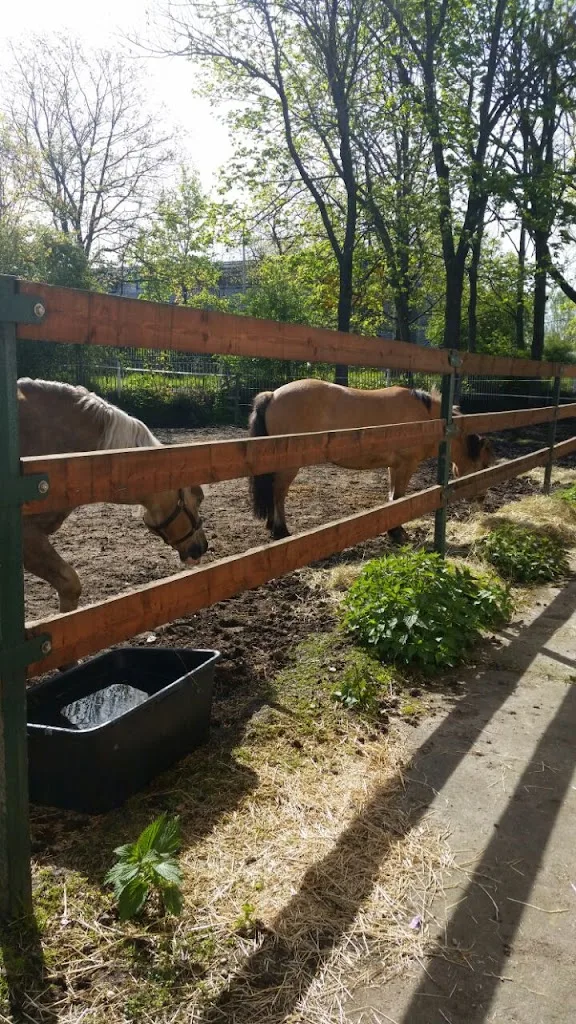 Reitanlage Zwickau - Foto 3