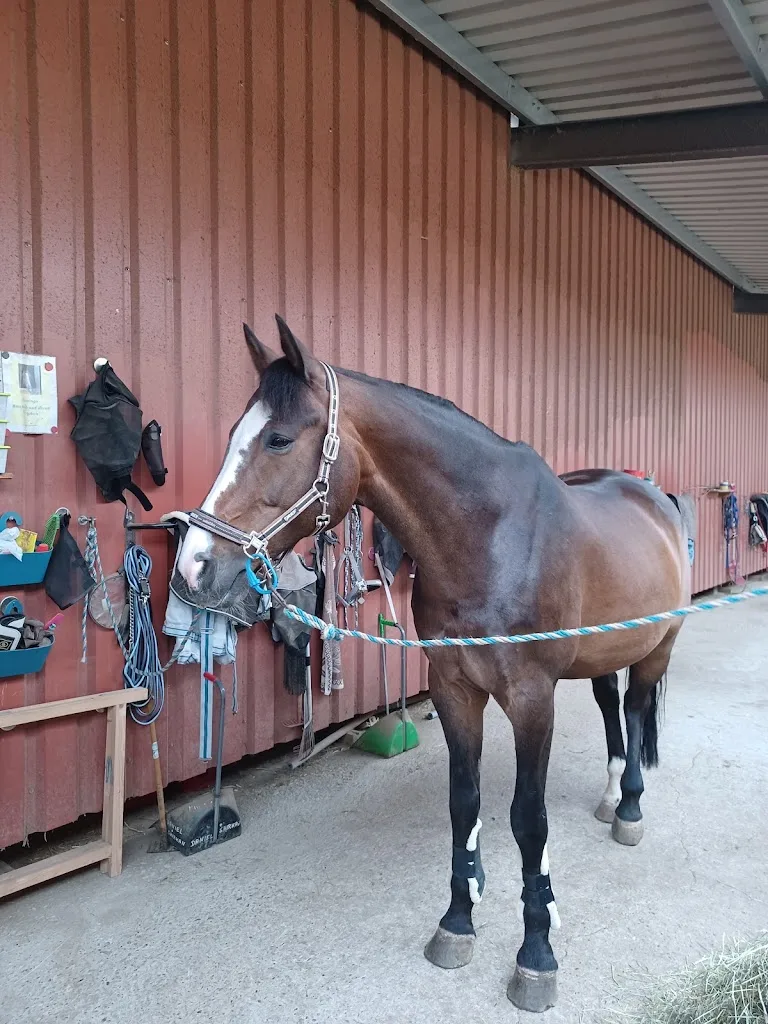 Reitanlage Weidner - Foto 1