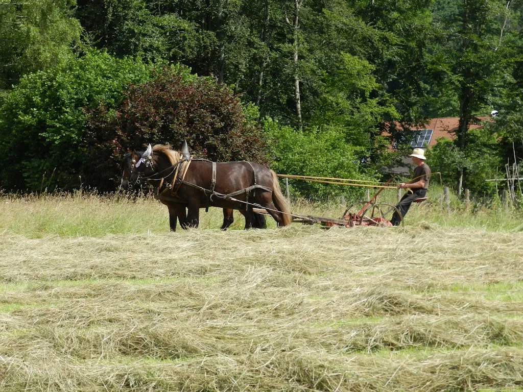 Reitsportzentrum im Winkel - Foto 2