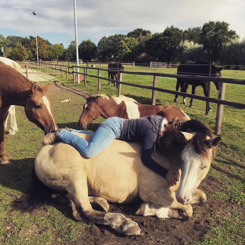 Western Curly Horses Bokel - Foto 1