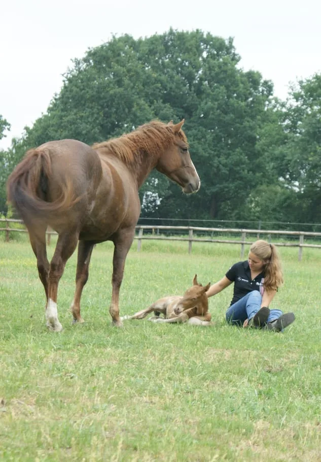 Western Curly Horses Bokel - Foto 2
