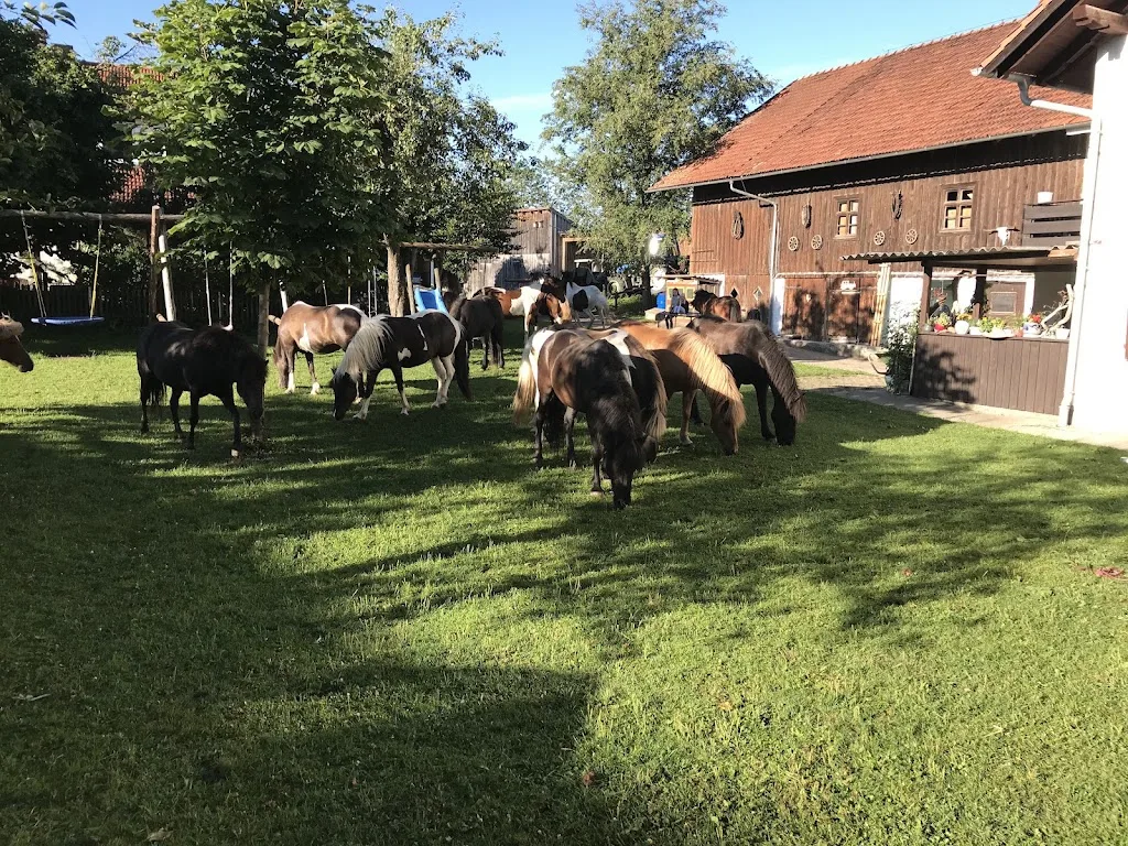 Lechtalhof - Islandpferde-Ferienhof Raimund Erhard - Foto 3