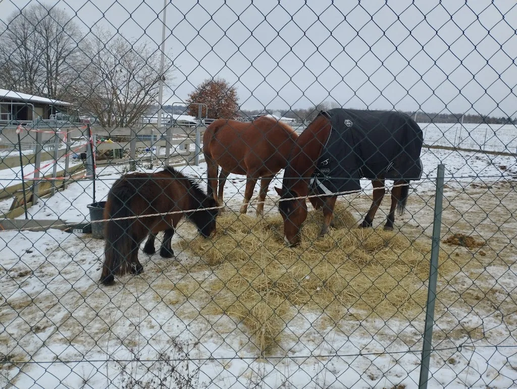 Schmitt's Ponyhof (Privatstall) - KEIN Ponyreiten ! - Foto 2