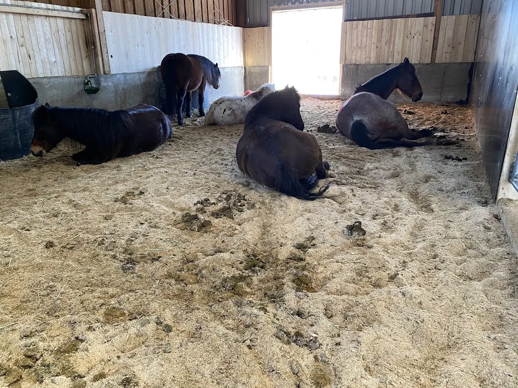 Stonebrook Ranch Westerntraining - Foto 1