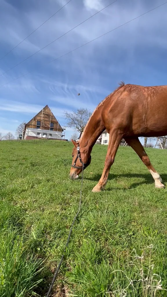 Schaefer's Reitbetrieb - photo 2