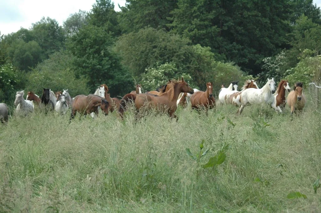Birresdorf - Foto 1