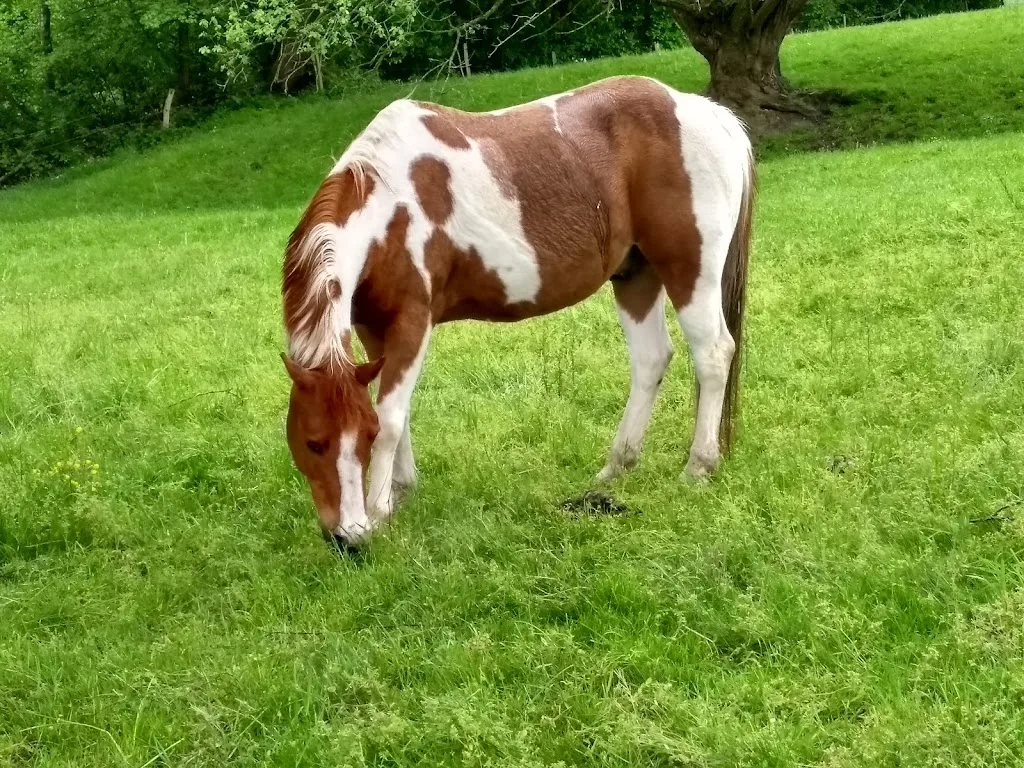 Karsten Hülsmann, landwirtschaftlicher Pensionspferdebetrieb - Foto 2