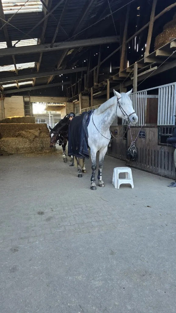 Reitstall Rodenkirchen - Alfred Pulheim - Foto 1