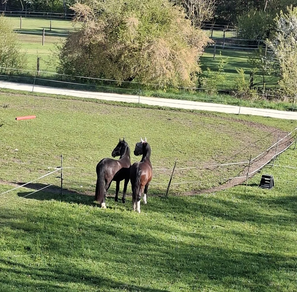 Keltika - Reiten auf den Spuren der Kelten - Ganzheitliches Reiten - Foto 3