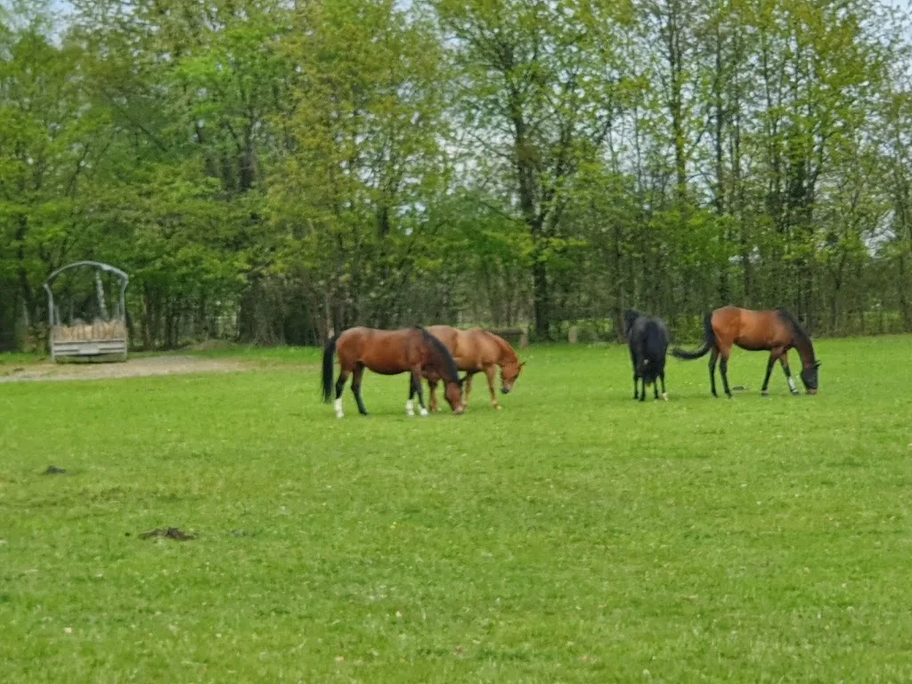 Pferdehof Mayer - Foto 1