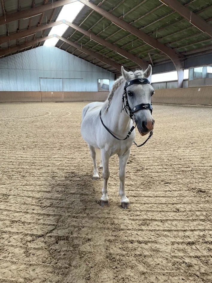 Reitanlage Moorhof - Foto 1
