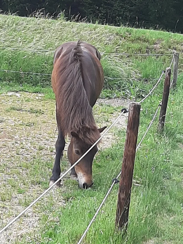 Gestüt Roderath - Foto 1