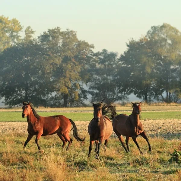 Westernstall-Hasenfuss - Foto 3